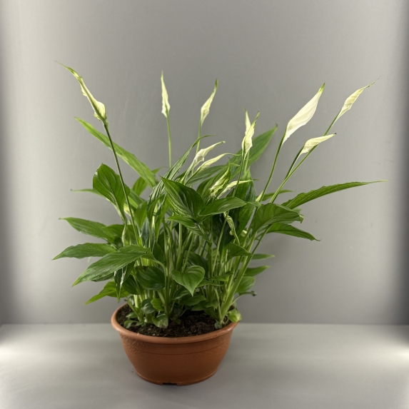 Спатифиллум