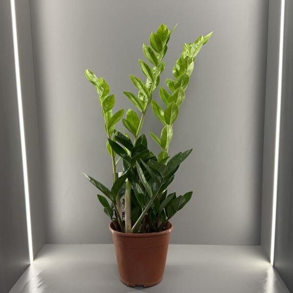 Замиокулькас