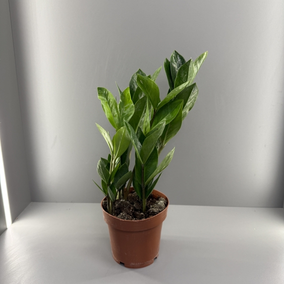 Замиокулькас