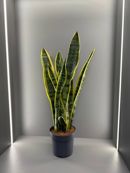 Комнатное растение Сансеверия
