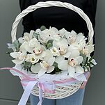 Корзина Волшебная орхидея из цимбидиума и зелени