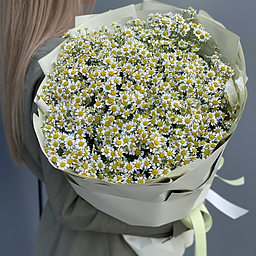 Букет из 25 веток ромашек (танацетума)