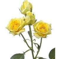Кустовая роза желтая