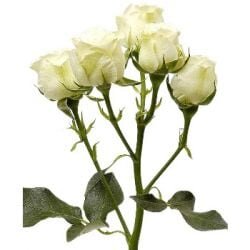 Кустовая роза белая