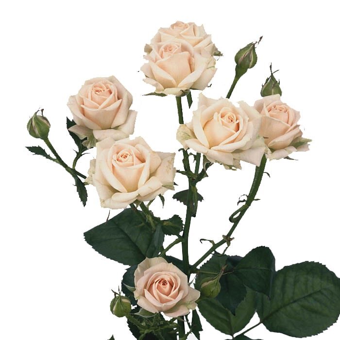 Кустовая роза кремовая