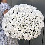 Букет Воздушное облако из 35 белой ромашковой хризантемы