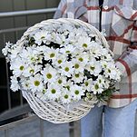 Корзина Облачко Стандарт из белой ромашковой хризантемы