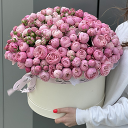 Коробка Скарлет XL из 101 ветки кустовой пионовидной розы сильвия пинк