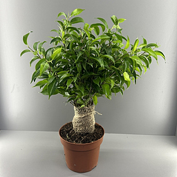 Фикус Наташа