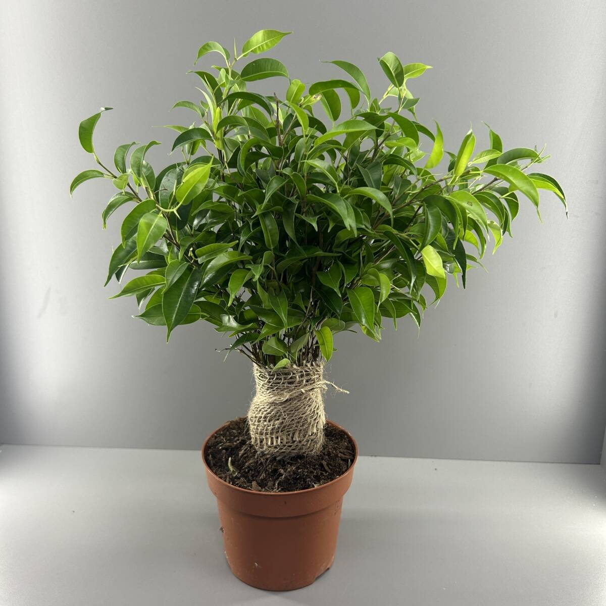 Фикус Наташа