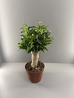 Фикус Наташа