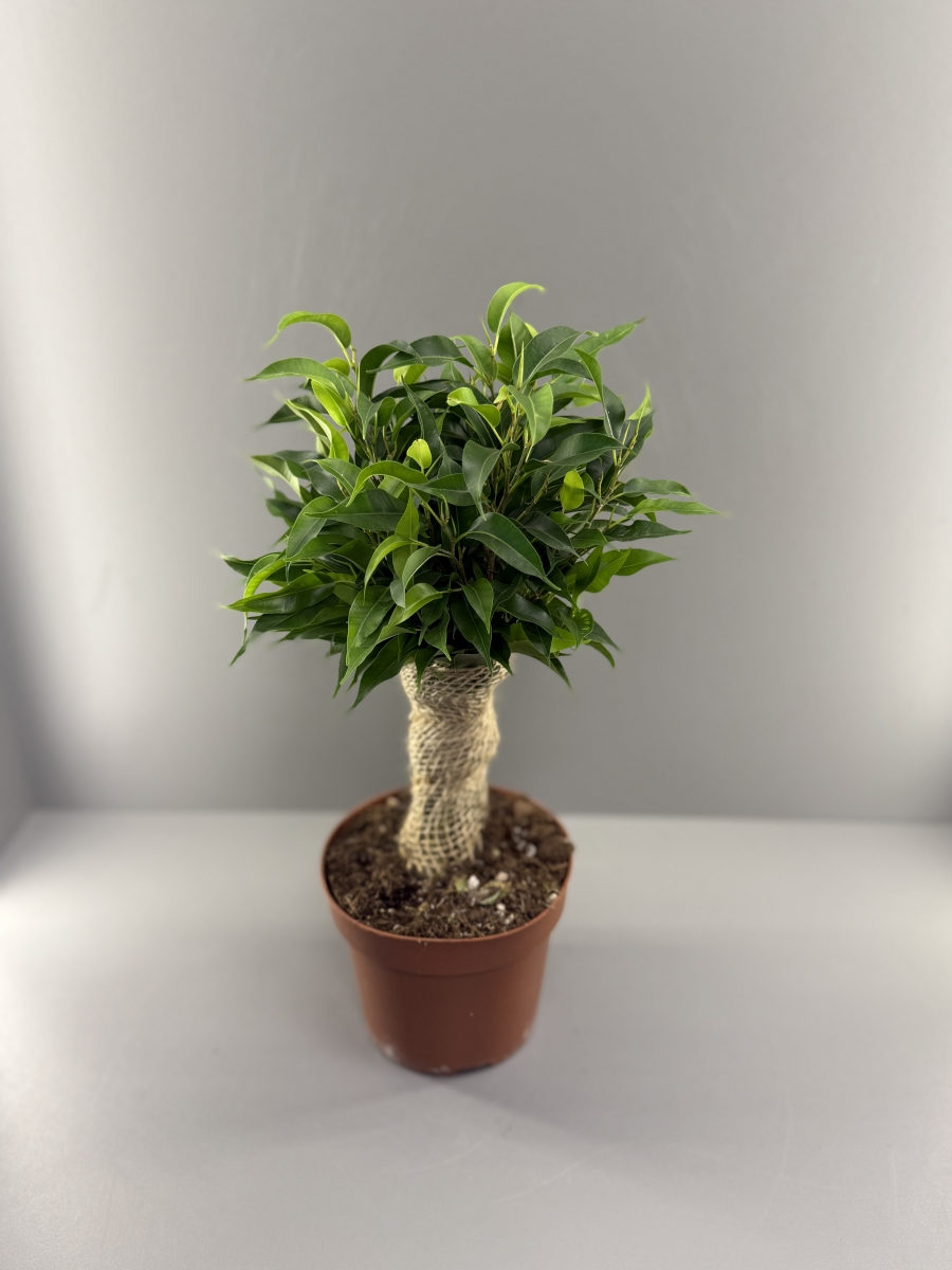 Фикус Наташа