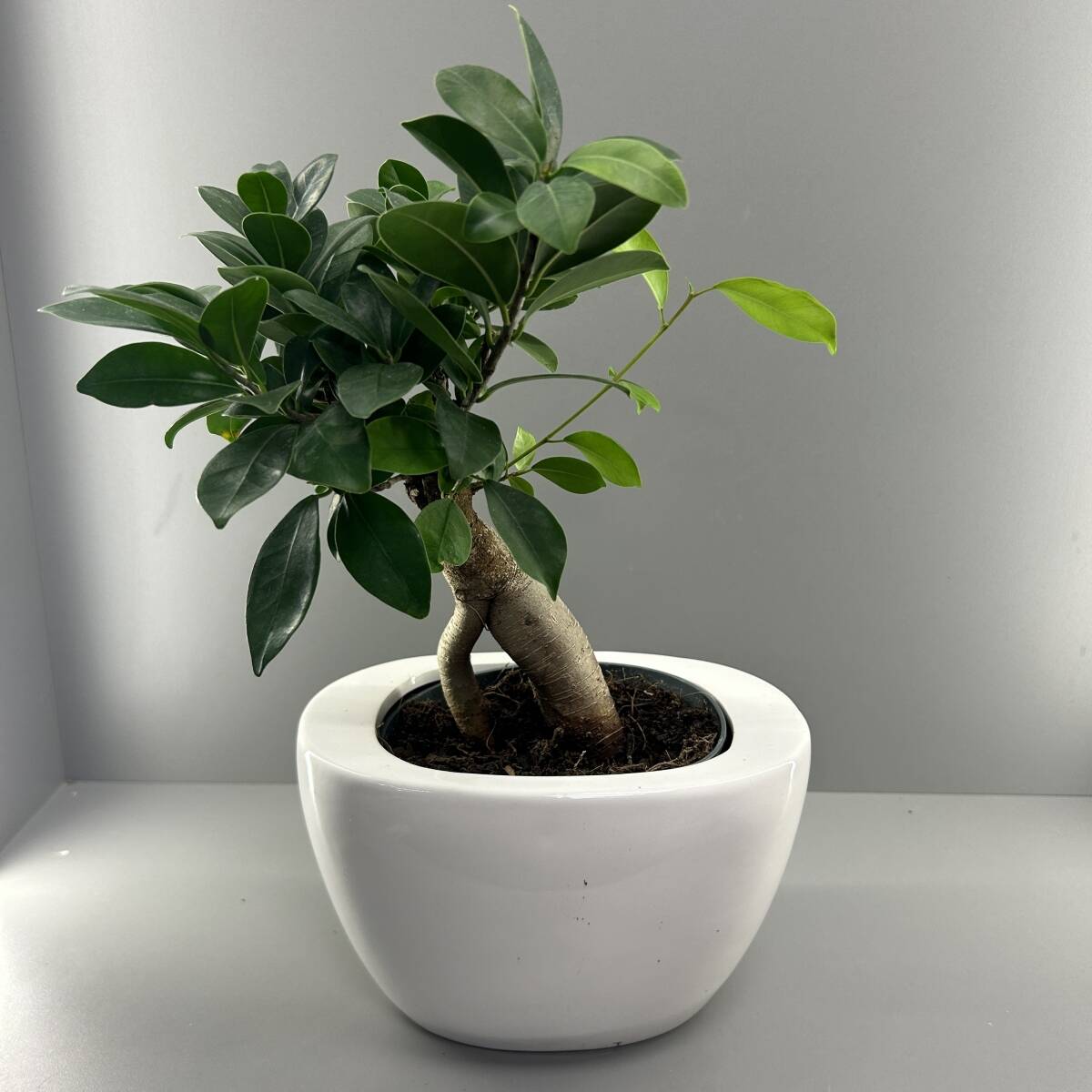 Бонсай в кашпо