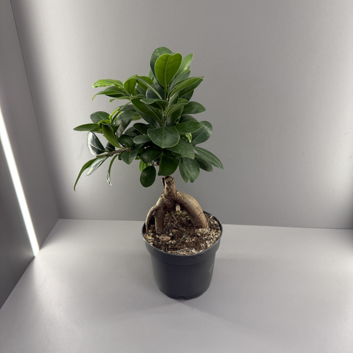 Бонсай в кашпо