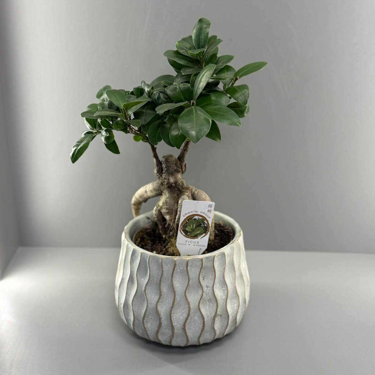 Бонсай в кашпо