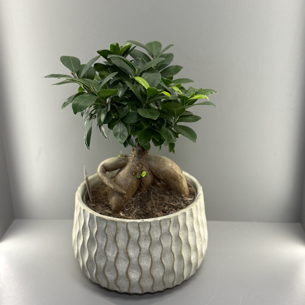 Бонсай в кашпо