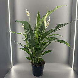 Спатифиллум