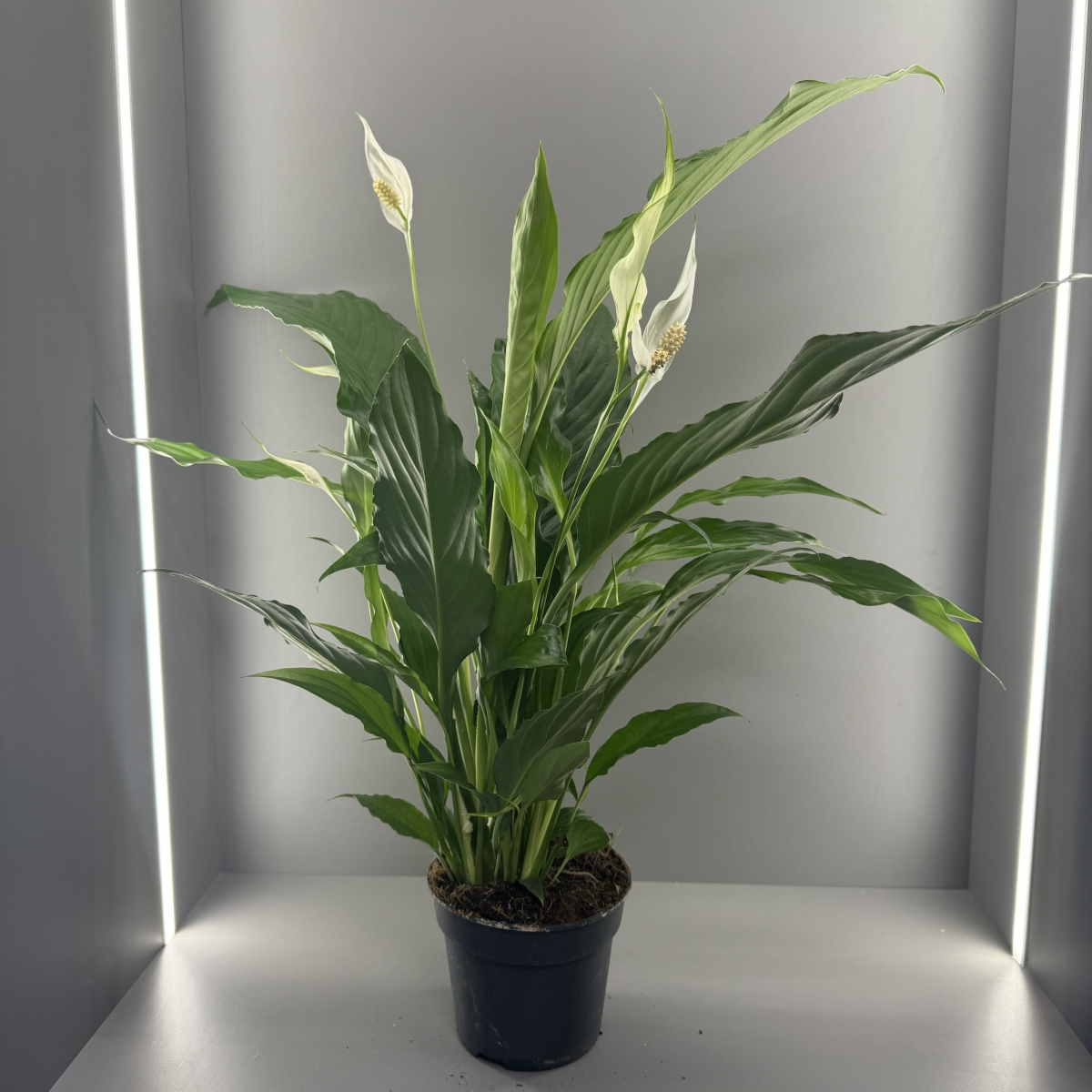 Спатифиллум