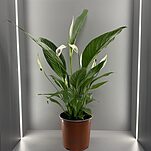 Спатифиллум