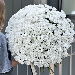 Букет Воздушное облако из 71 белой ромашковой хризантемы
