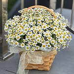 Корзинка Ромашка S из 13 веточек танацетума