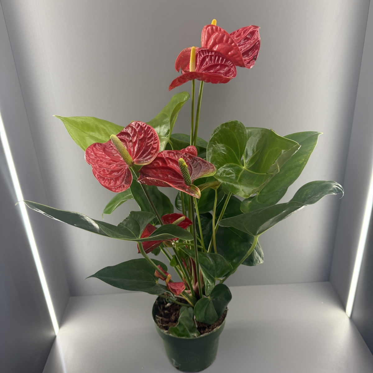 Антуриум Красный