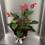 Антуриум Красный