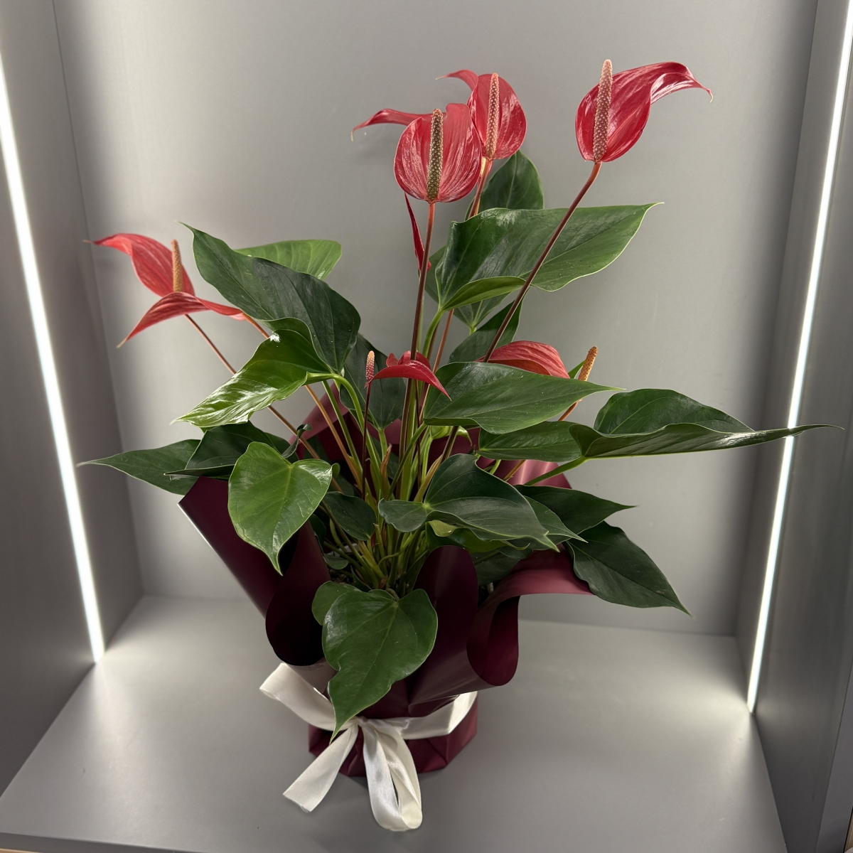 Антуриум Красный