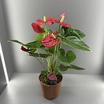 Антуриум Красный