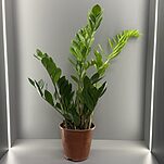 Замиокулькас