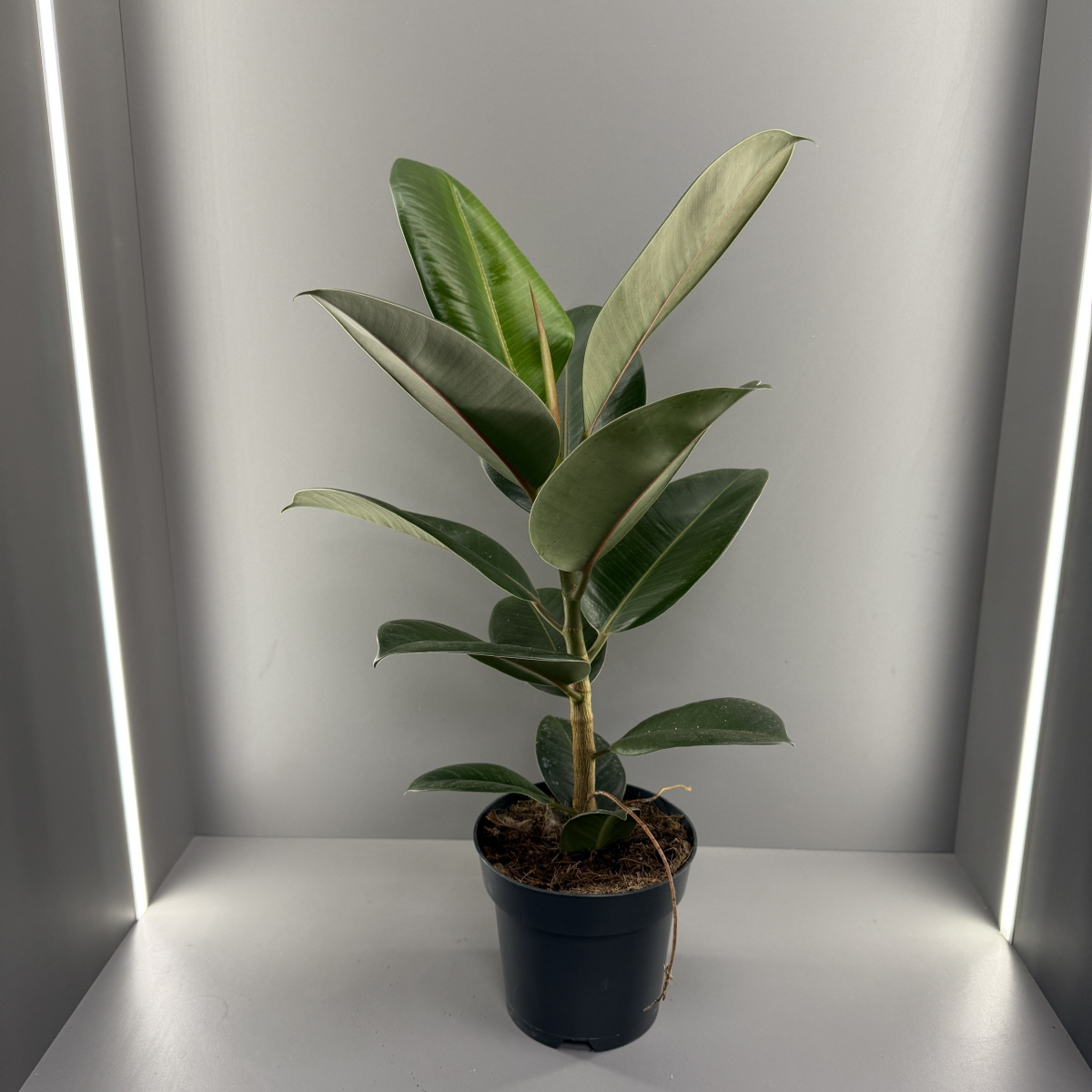 Комнатное растение Фикус Робуста