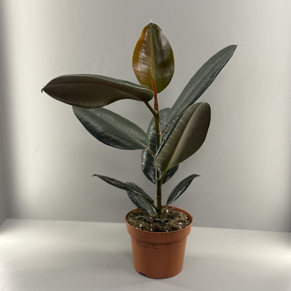 Комнатное растение Фикус