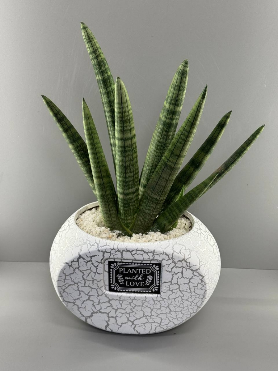 Комнатное растение Сансеверия в декоративном кашпо