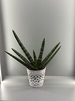 Комнатное растение Сансевиерия в декоративном кашпо