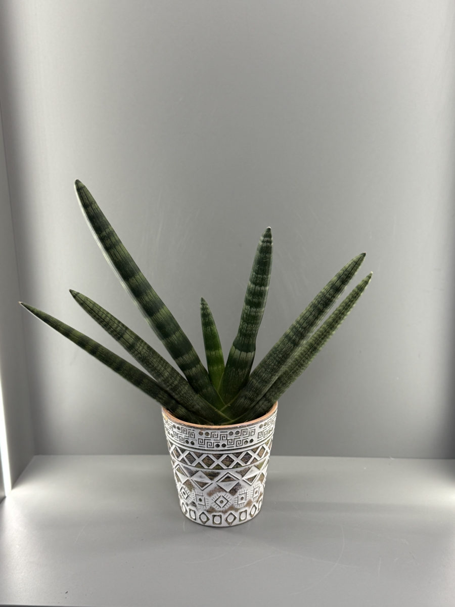 Комнатное растение Сансевиерия в декоративном кашпо