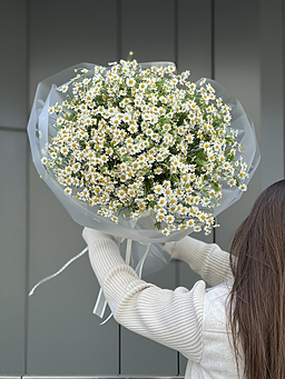 Букет из 45 веток ромашек (танацетума)