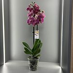 Орхидея (Фаленопсис)