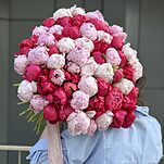 Букет из 65 розовых и бордовых пионов