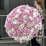 Букет из 151 ромашковой хризантемы микс