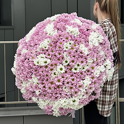 Букет из 151 ромашковой хризантемы микс