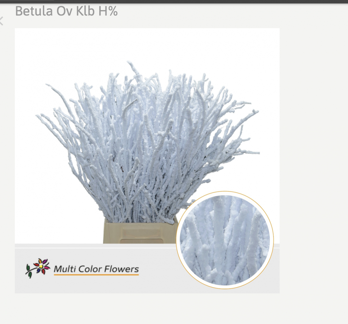 Букет из 7 роз сорта Хермоза