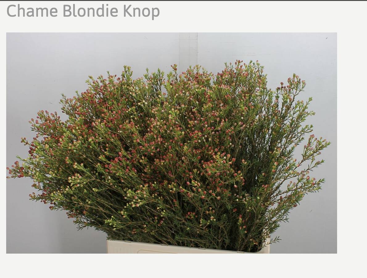 Букет из 9 роз сорта Хермоза