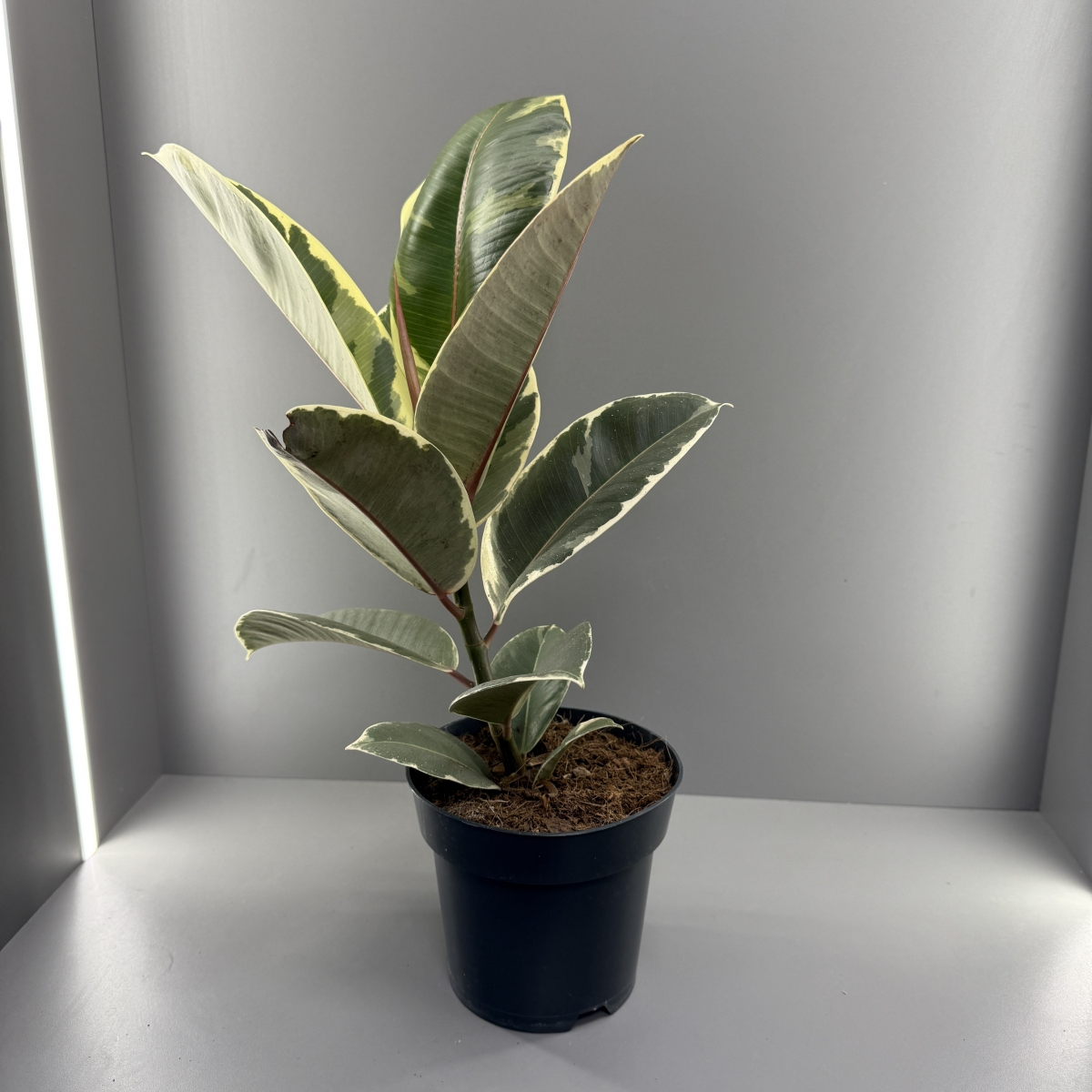 Комнатное растение Фикус Тинеки