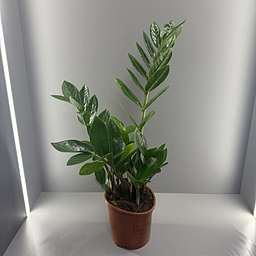 Замиокулькас