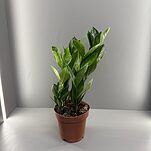 Замиокулькас