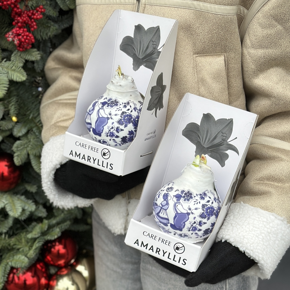 Белый амариллис в воске