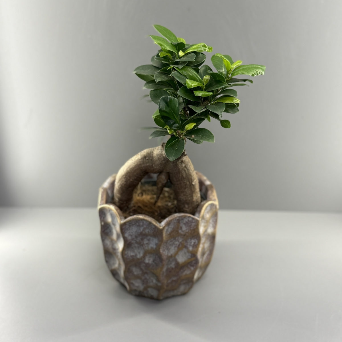 Бонсай в кашпо