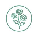 Хризантемы